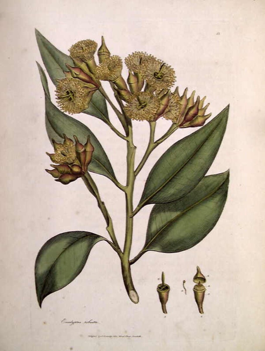 Eucalyptus robusta