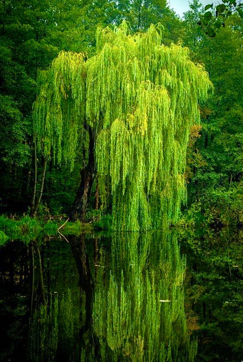 Ива плакучая и неплакучая