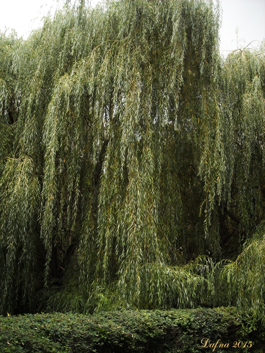 Ива Вавилонская (Salix babylonica)