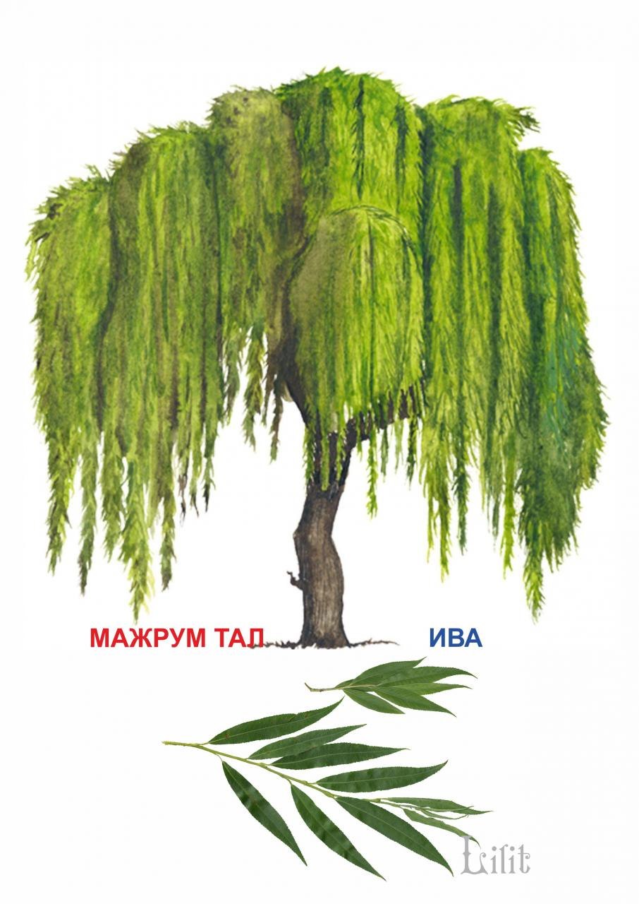 Плакучая Ива листья