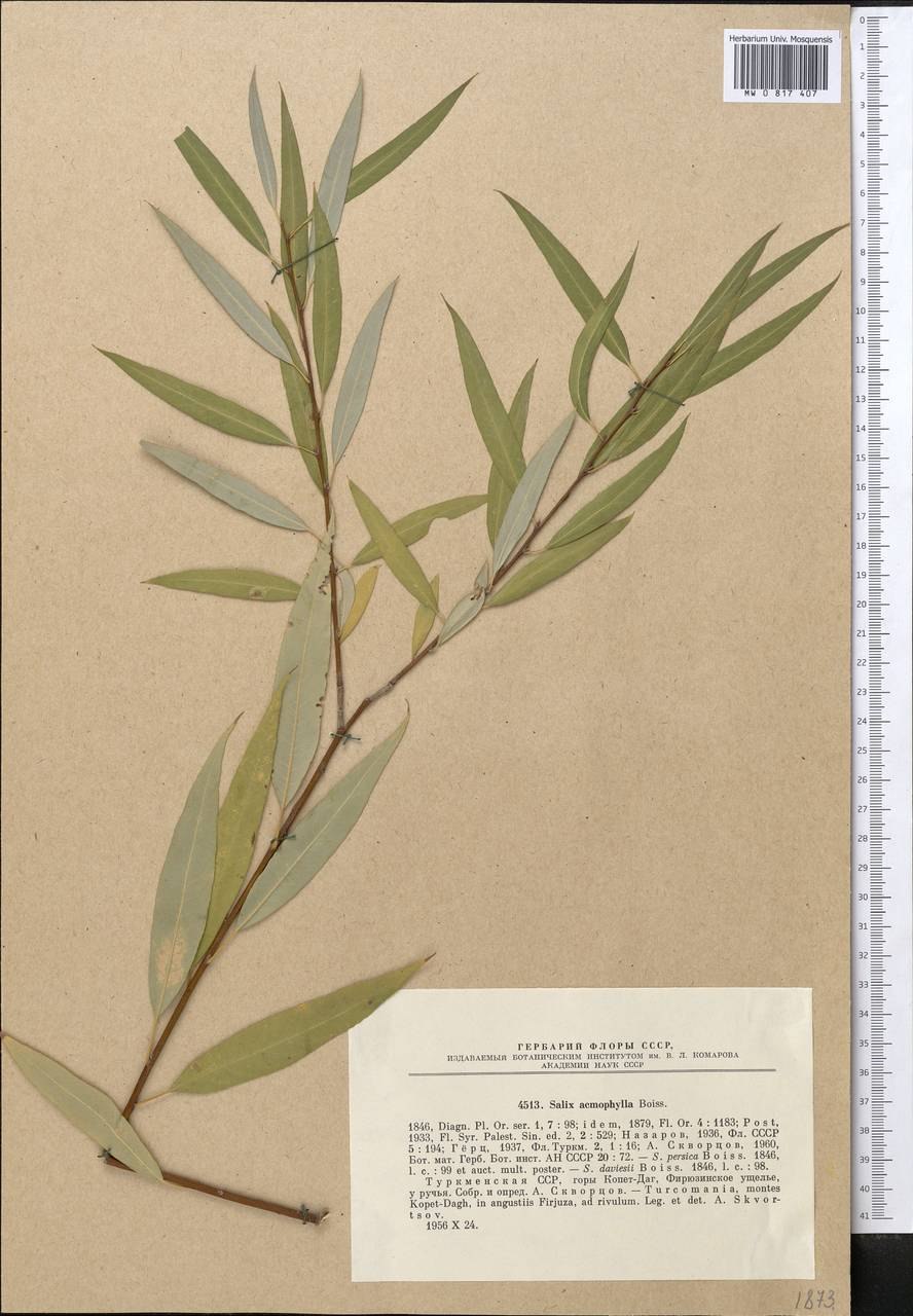 Ива Каспийская (Salix caspica Pall.)