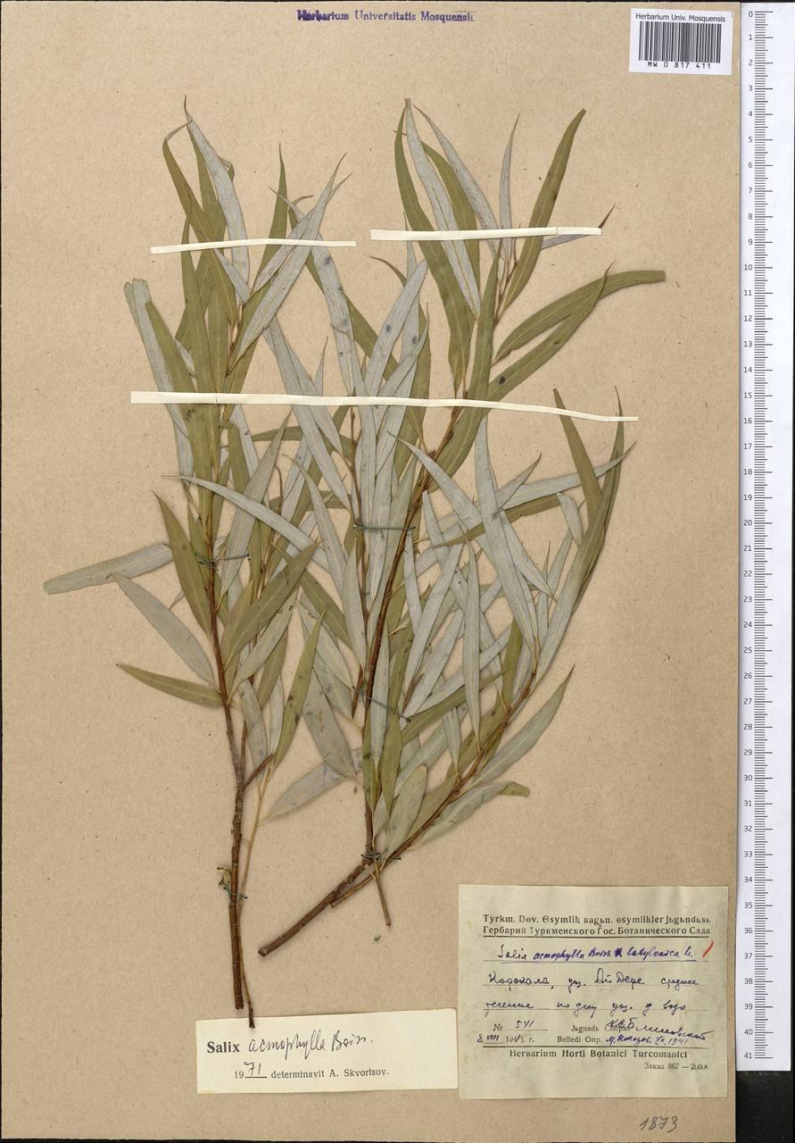 Ива волчниковая (шелюга желтая)