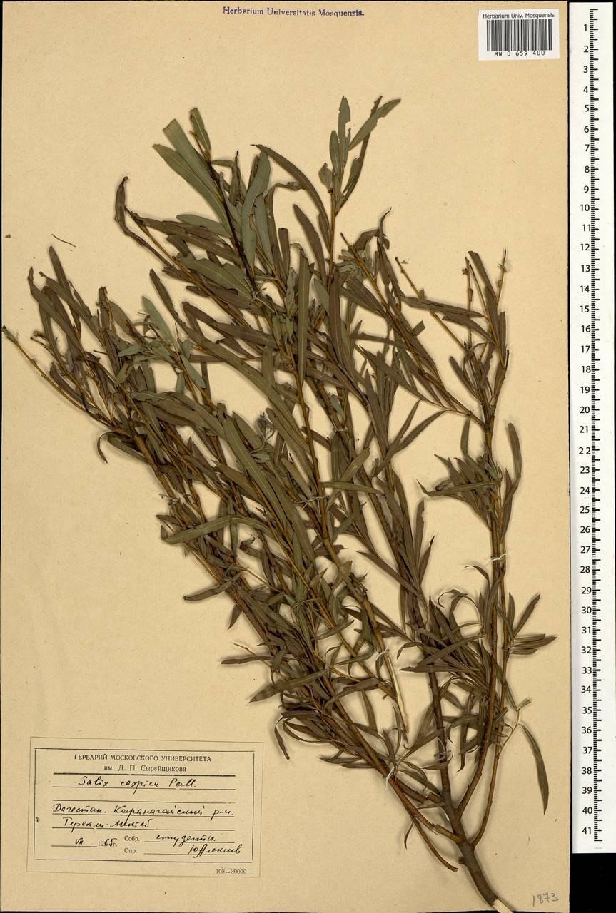 Ива белая Астраханского заповедника