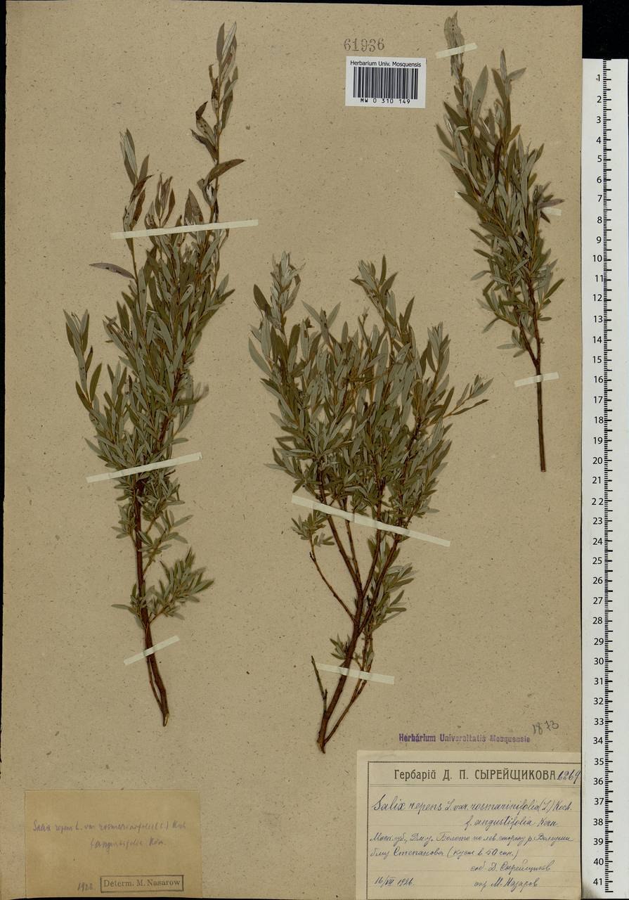 Ива лопарская рисунок