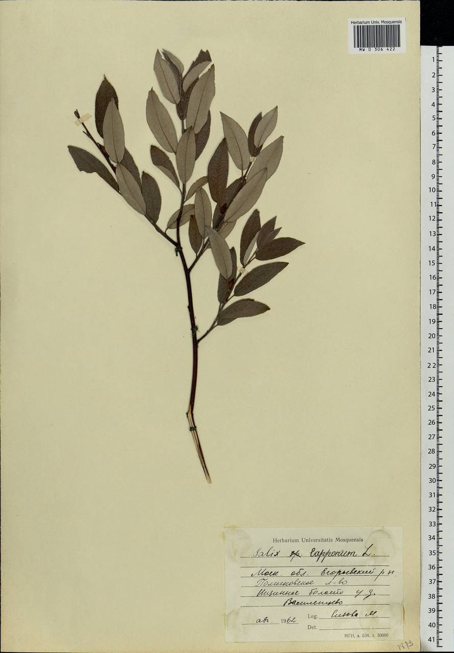 Ива Козья и цельнолистная