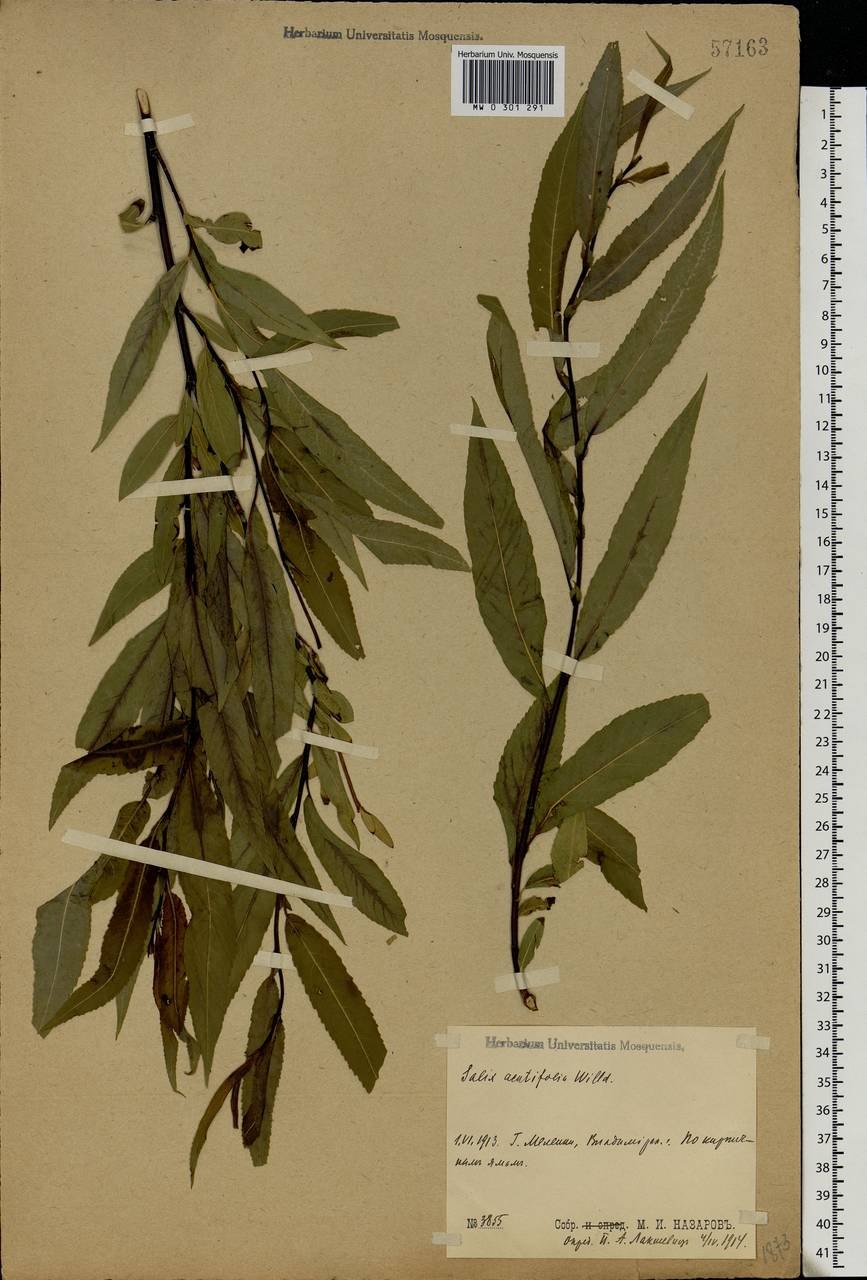 Лох серебристый (Elaeagnus argentea)