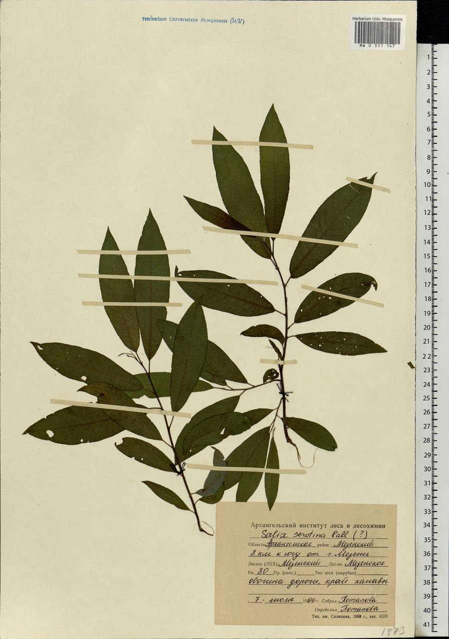 Ива лопарская красная книга