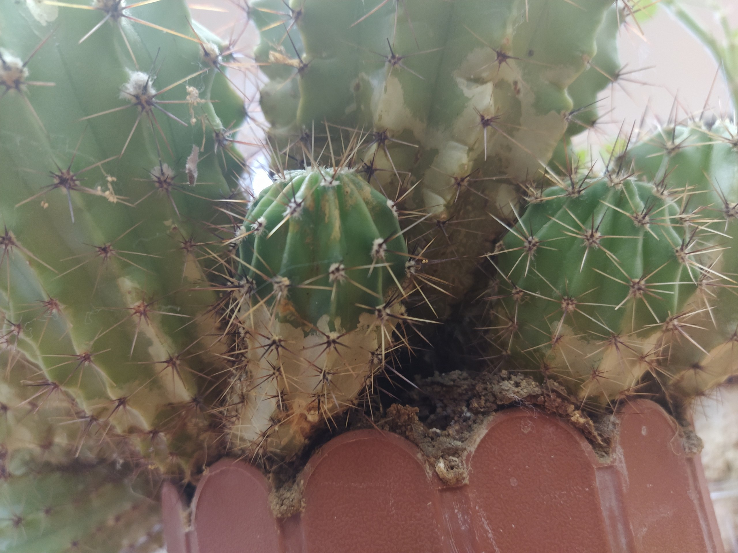 Como hacer que un cactus crezca a lo ancho