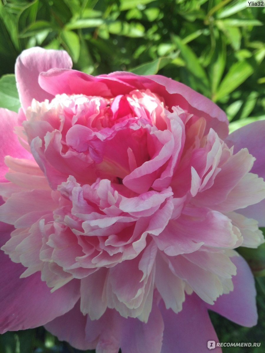 Пион травянистый сорбет