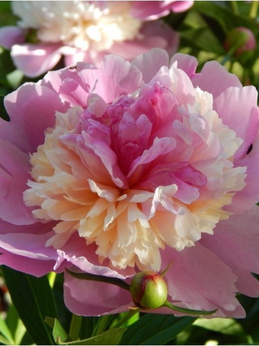 Пион Эдулис Суперба