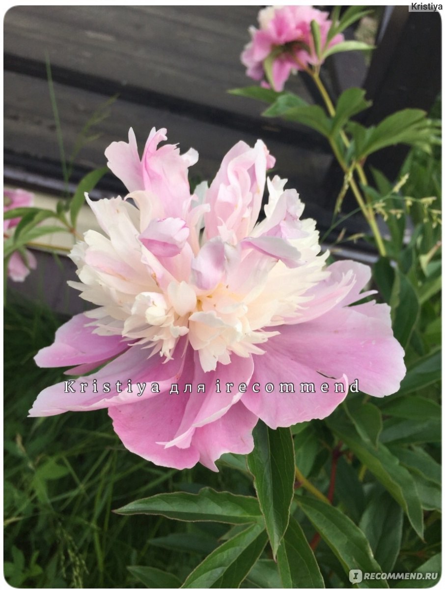 Пион мадам Эмиль дебат