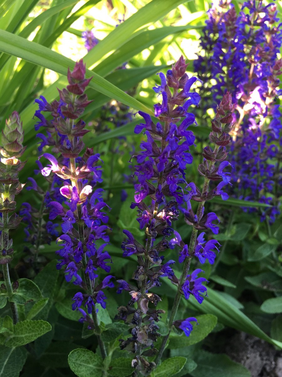 Шалфей Дубравный (Salvia nemorosa `Marcus`)