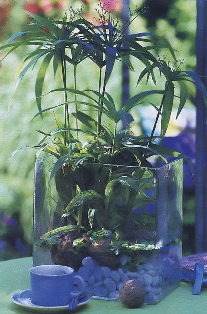 Циперус аквариумное растение