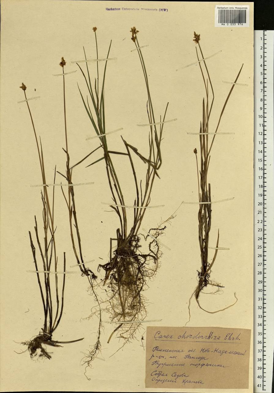 Carex chordorrhiza