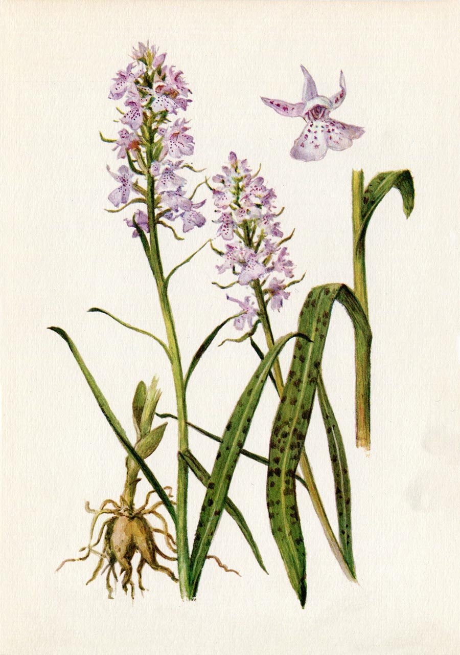 Ятрышник шлемоносный (Orchis militaris),