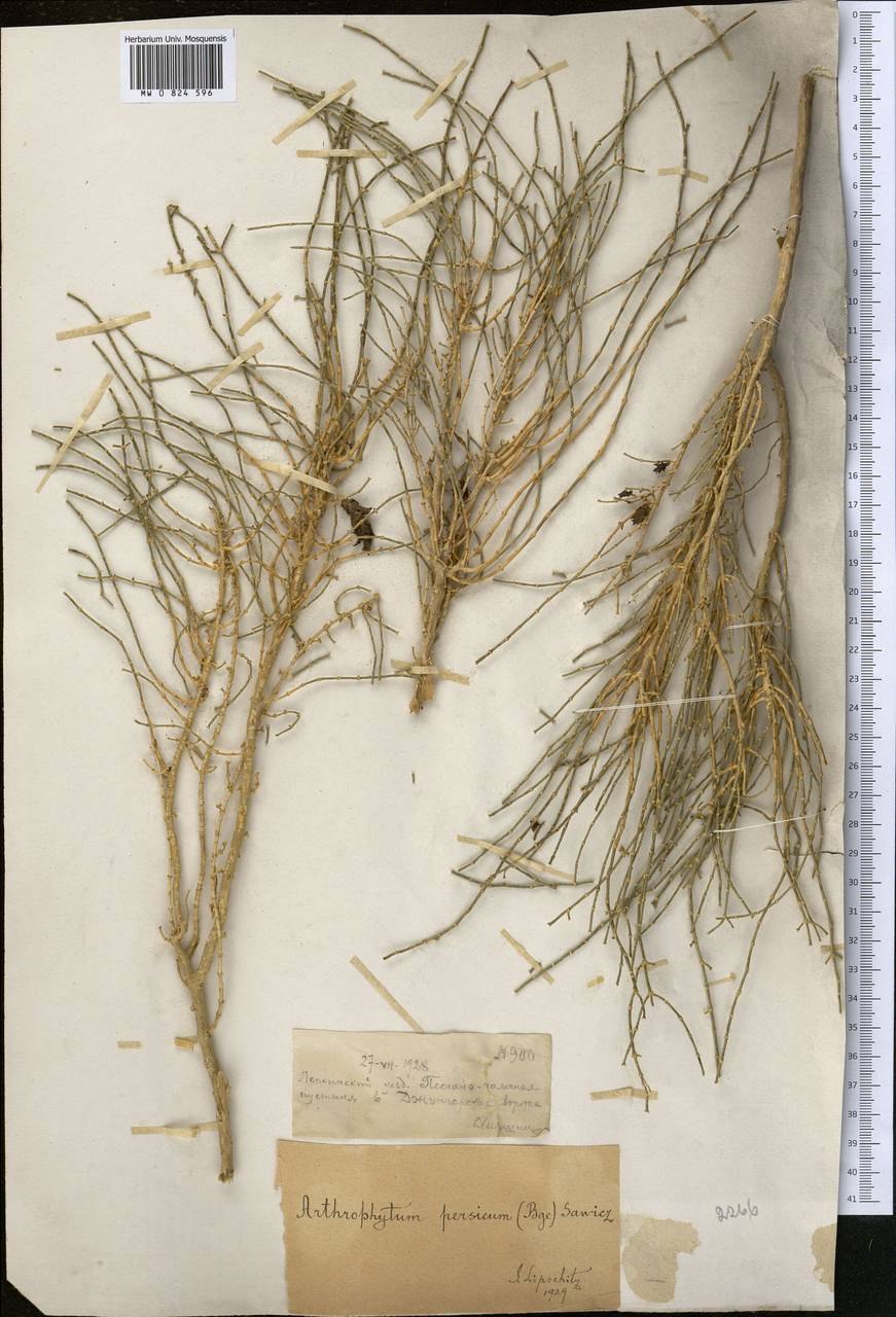 Саксаул ветка