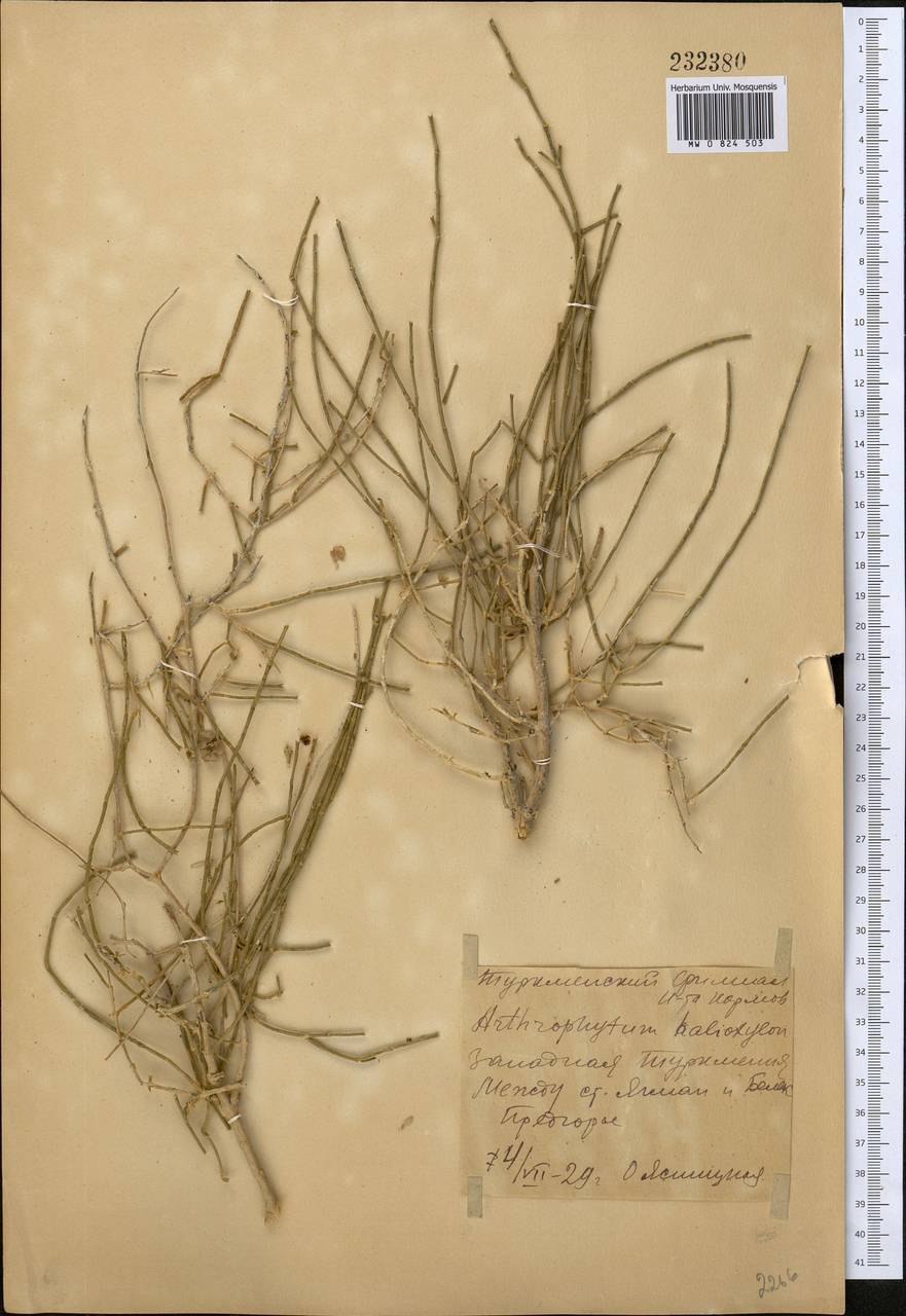 Саксаул уголь