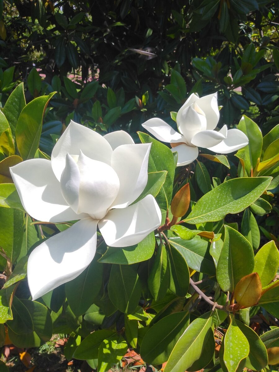 Магнолия Суланжа дерево