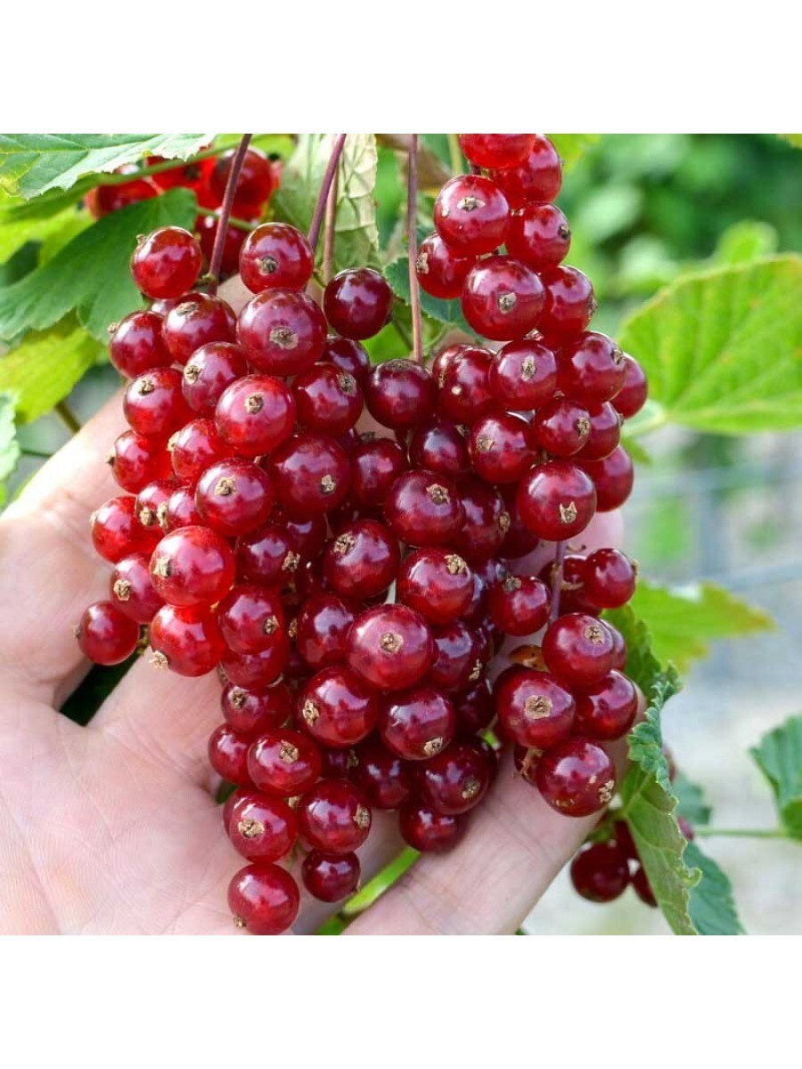 Смородина красная - ribes rubrum