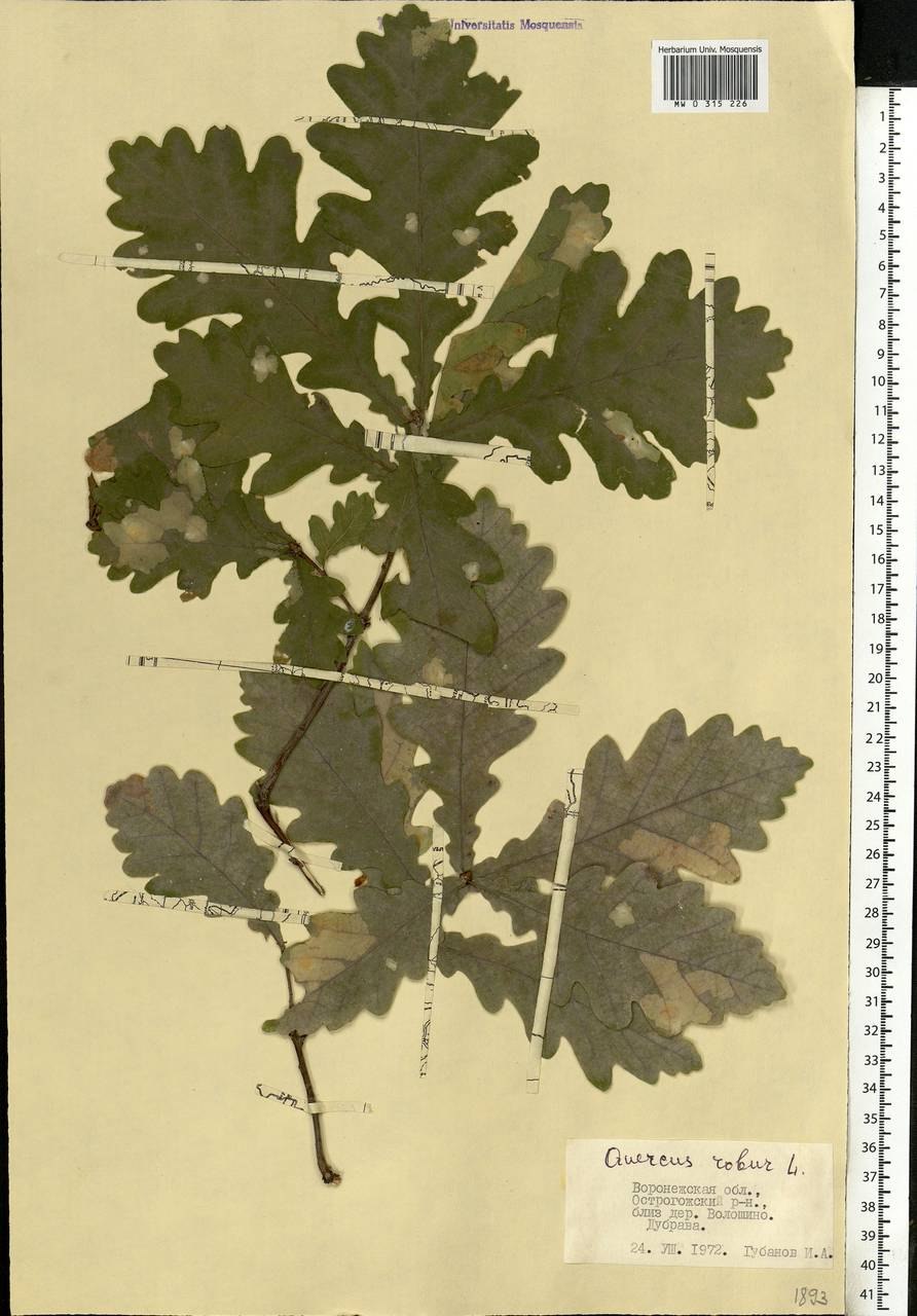 Дуб черешчатый гербарий