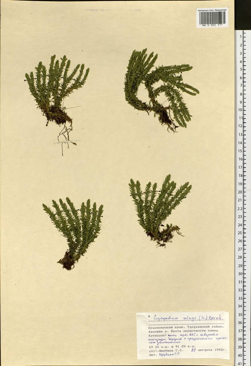 Плаун Баранец