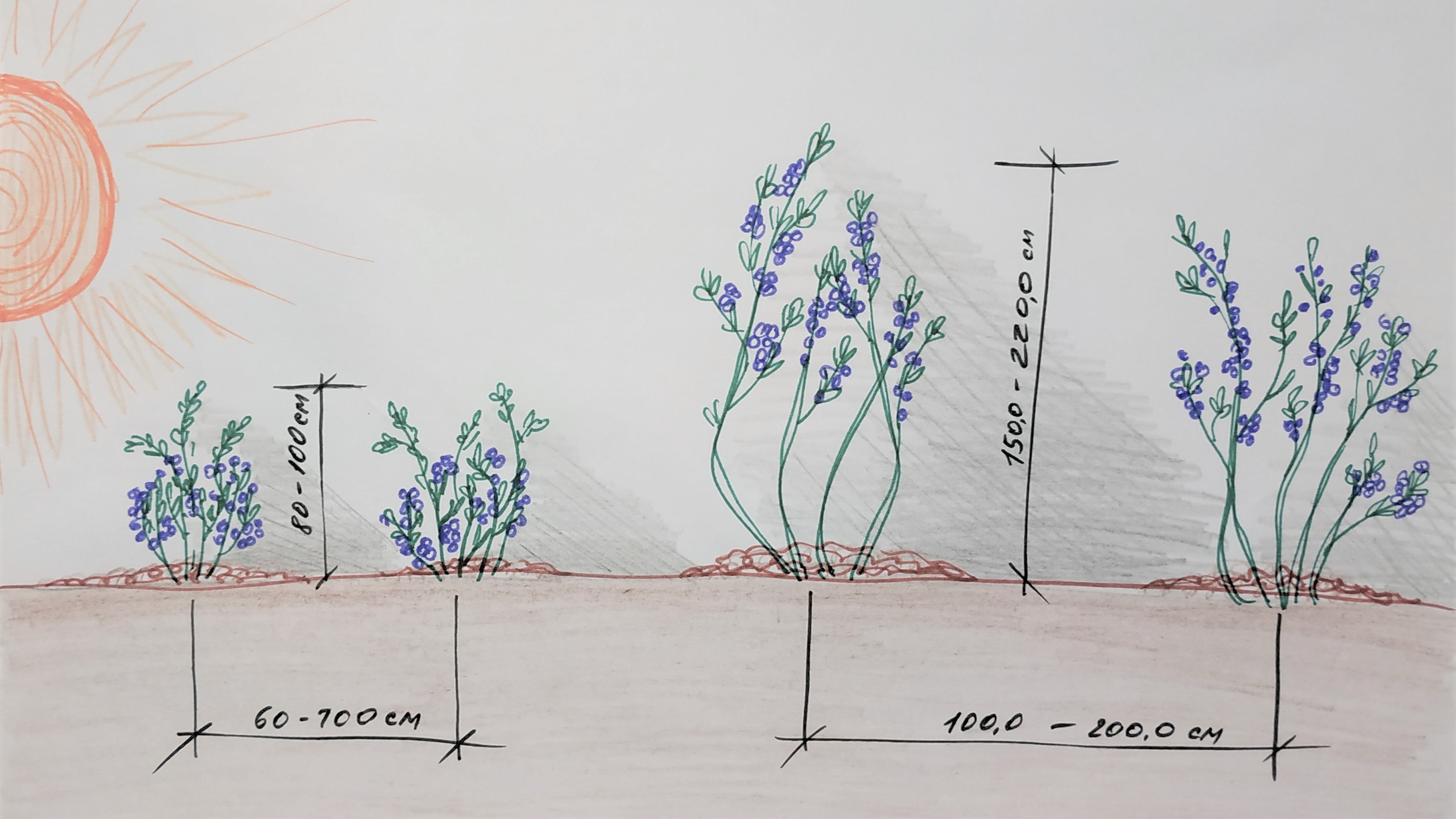 Схема посадки голубики садовой