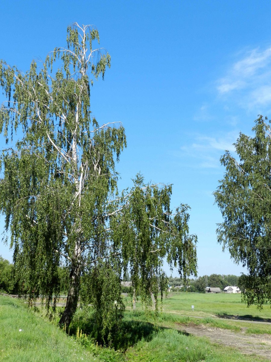 Берёза повислая далекарлийская
