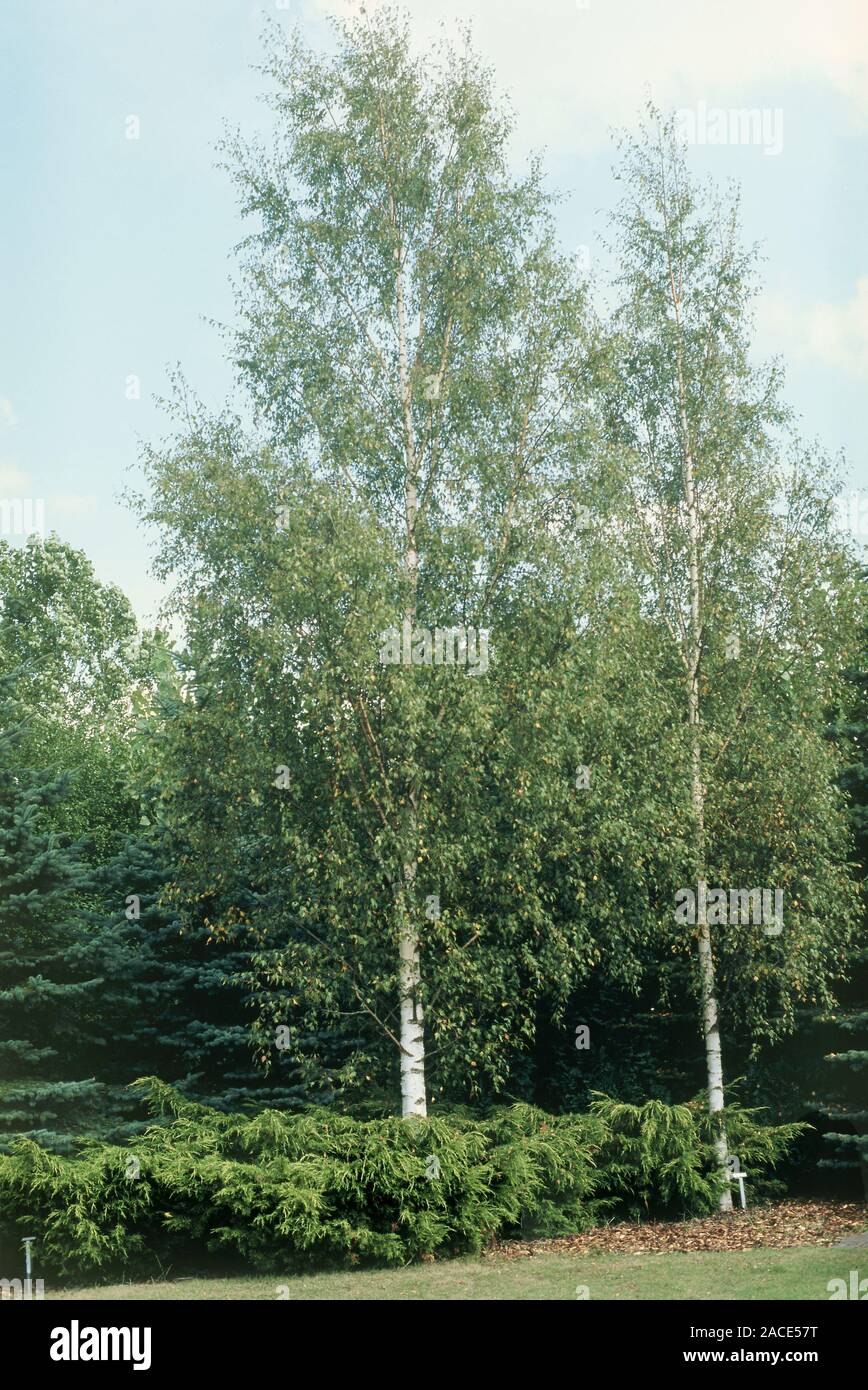 Берёза с пятиконечными листиками фото