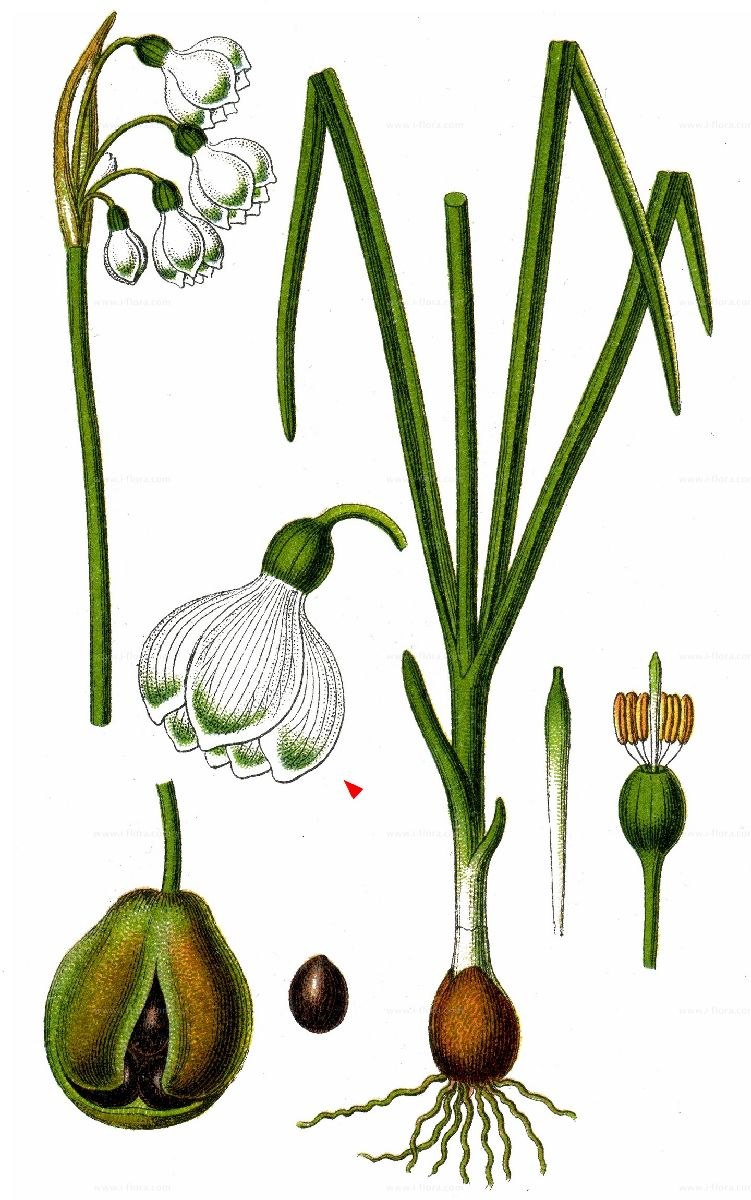 Подснежник Крымский