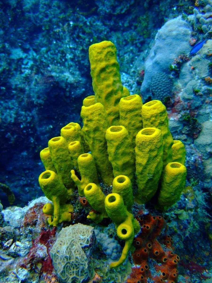 Губки Porifera Spongia