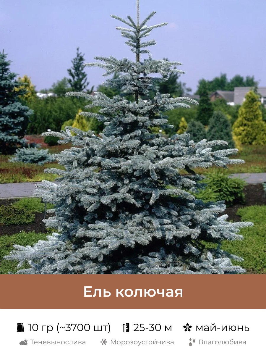 Ель колючая черенкование