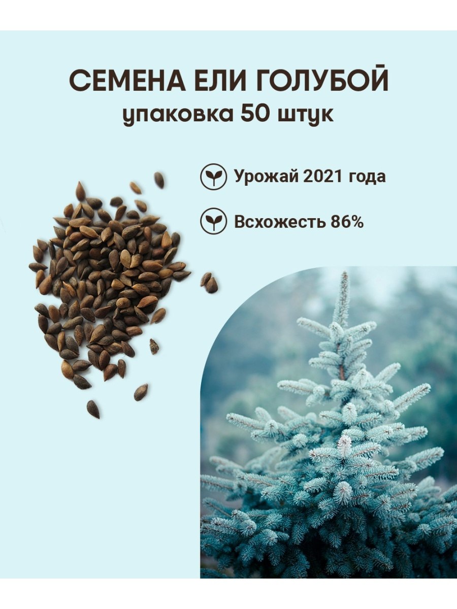 Голубая ель шишки