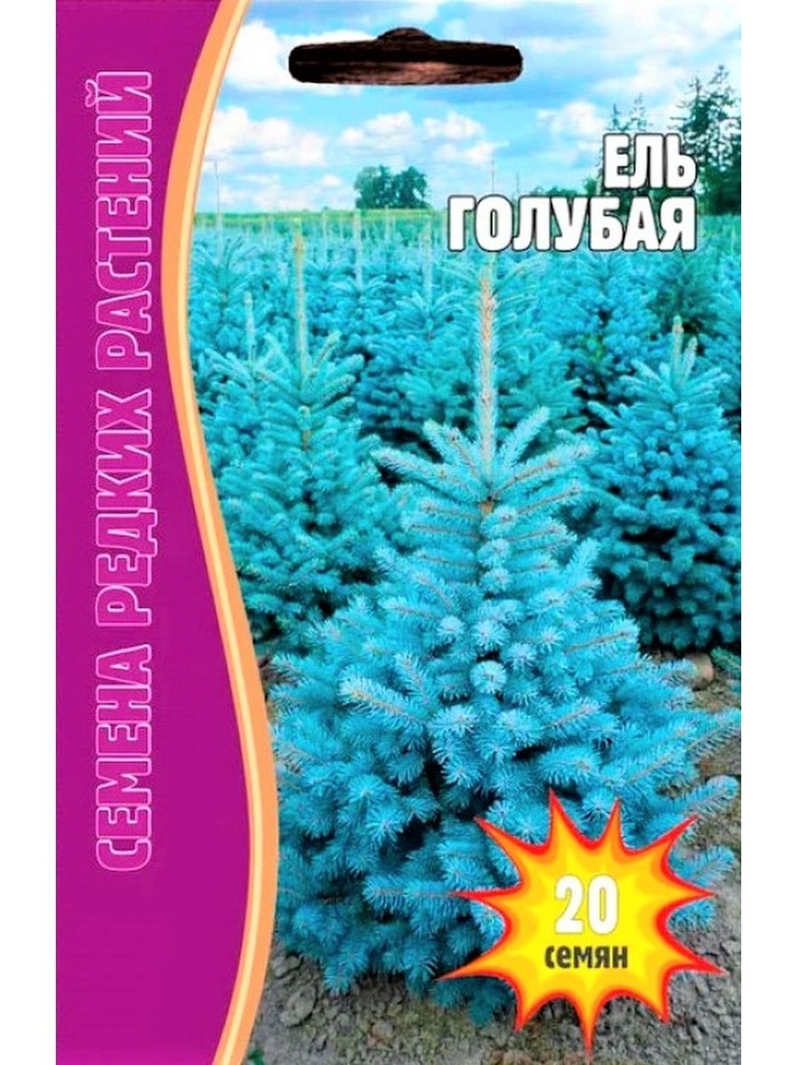 Ель голубая стратификация