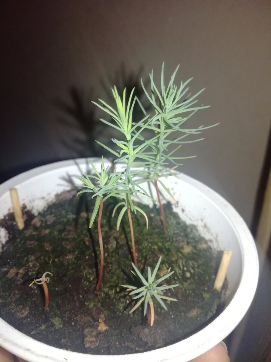 Ель голубая стратификация