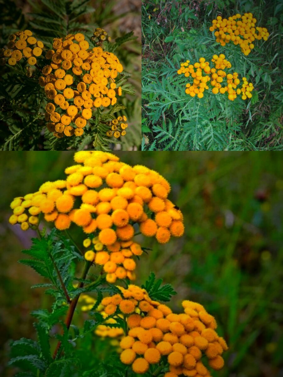 Пижма тысячелистниковая