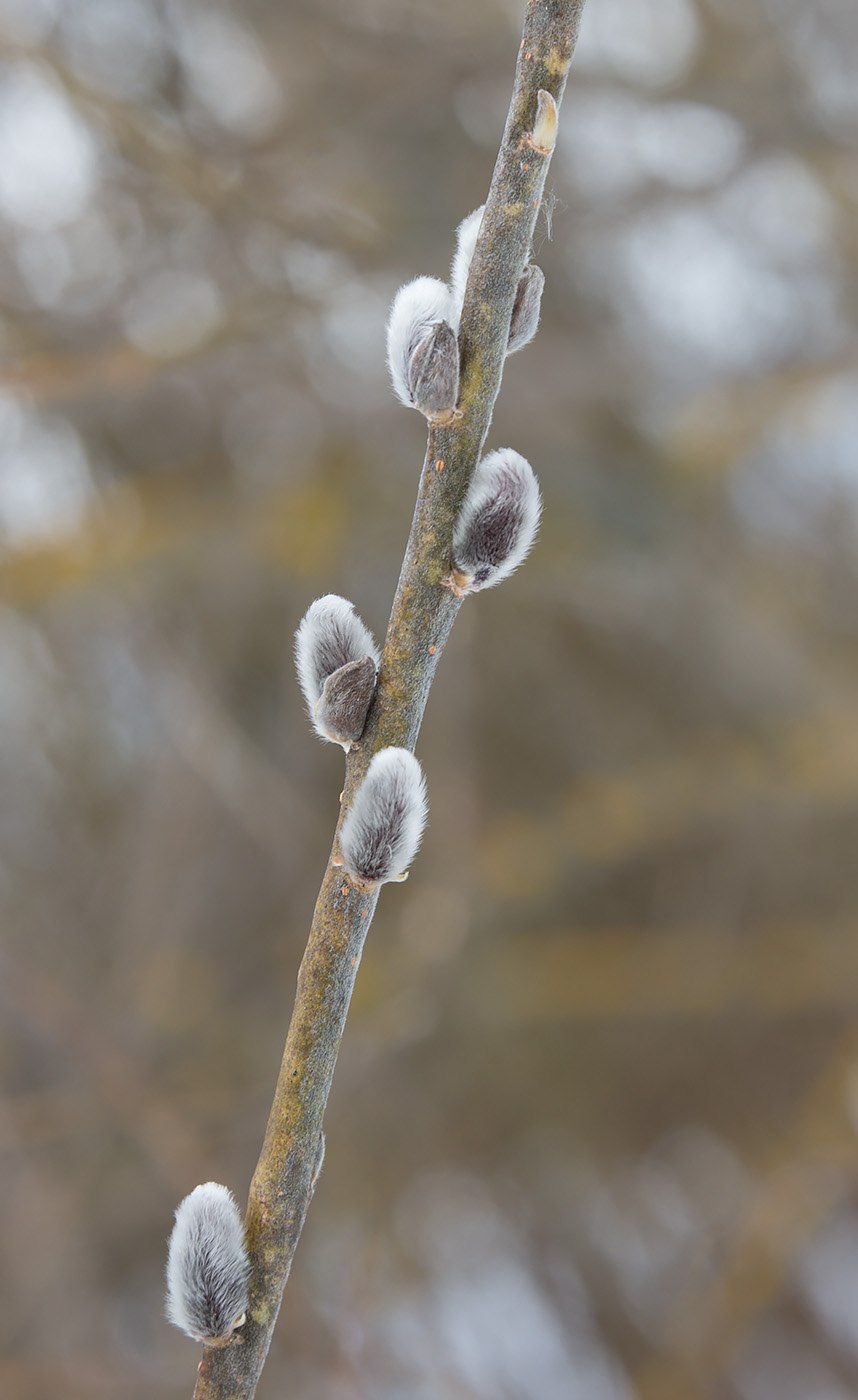 Береза пушистая (лат. Betula pubescens)