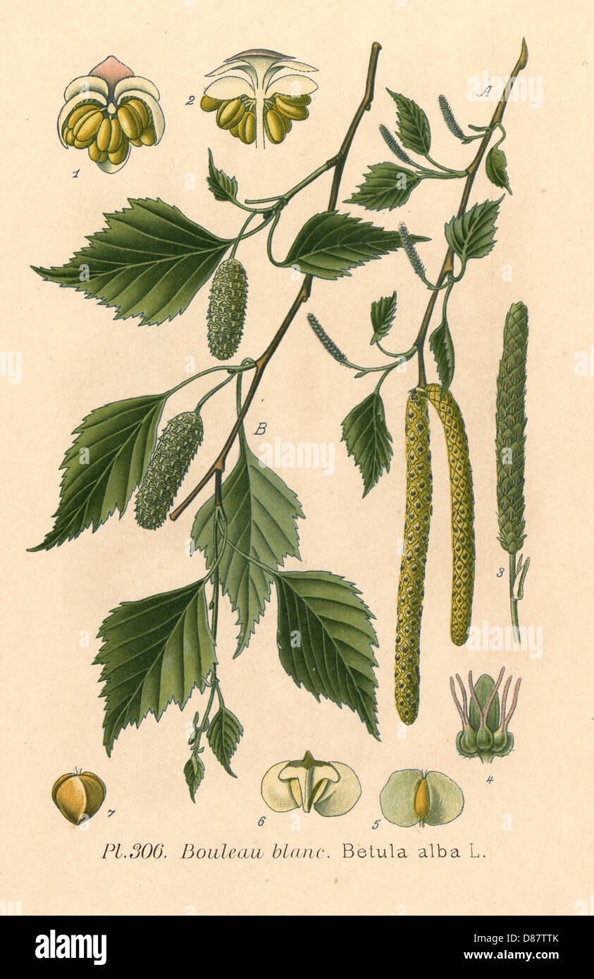 Betula pubescens листья