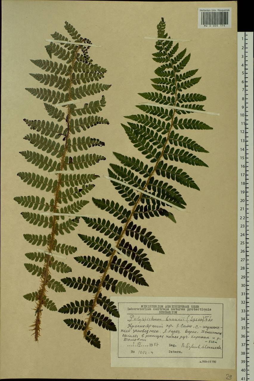 Многорядник щетинковый Плюмозум денсум