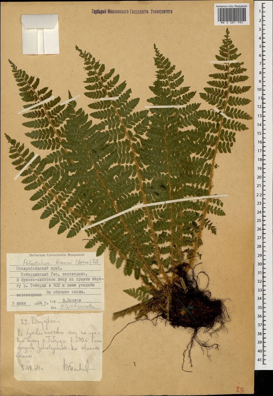 Папоротник Многорядник верхоплодный