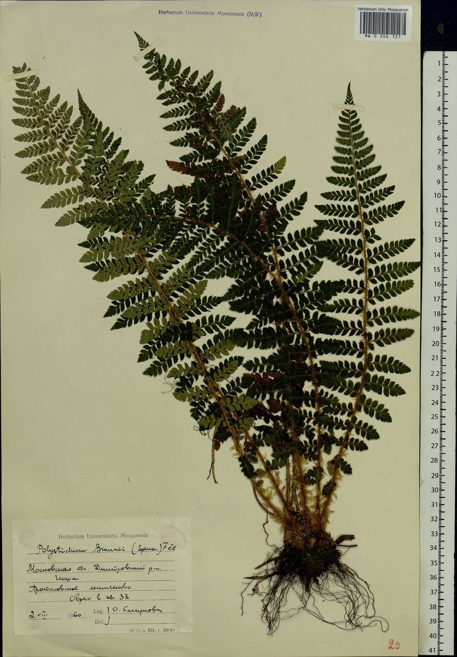 Папоротник Многорядник трехраздельный Polystichum Tripteron