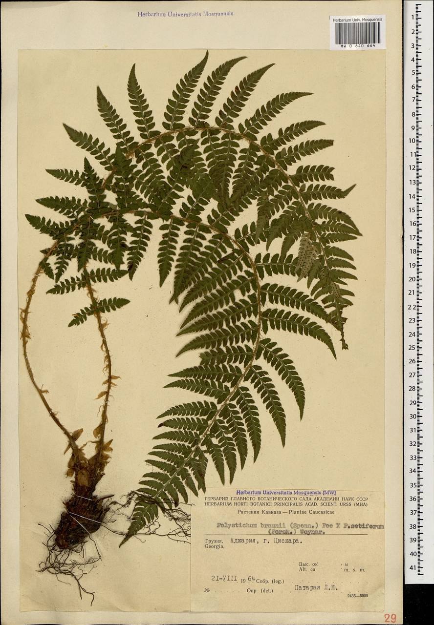 Polystichum TSUS-Simense