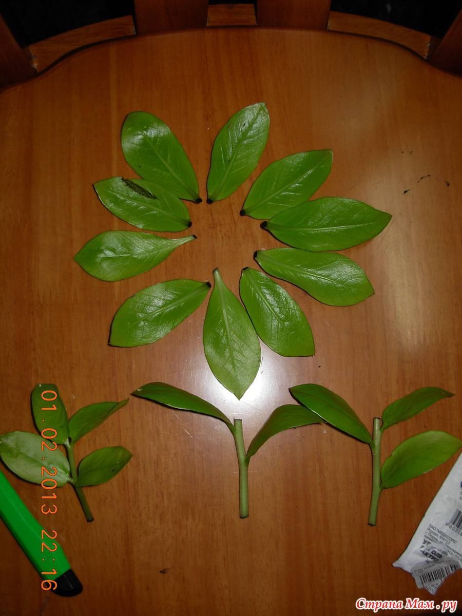 Замиокулькас размножение листом