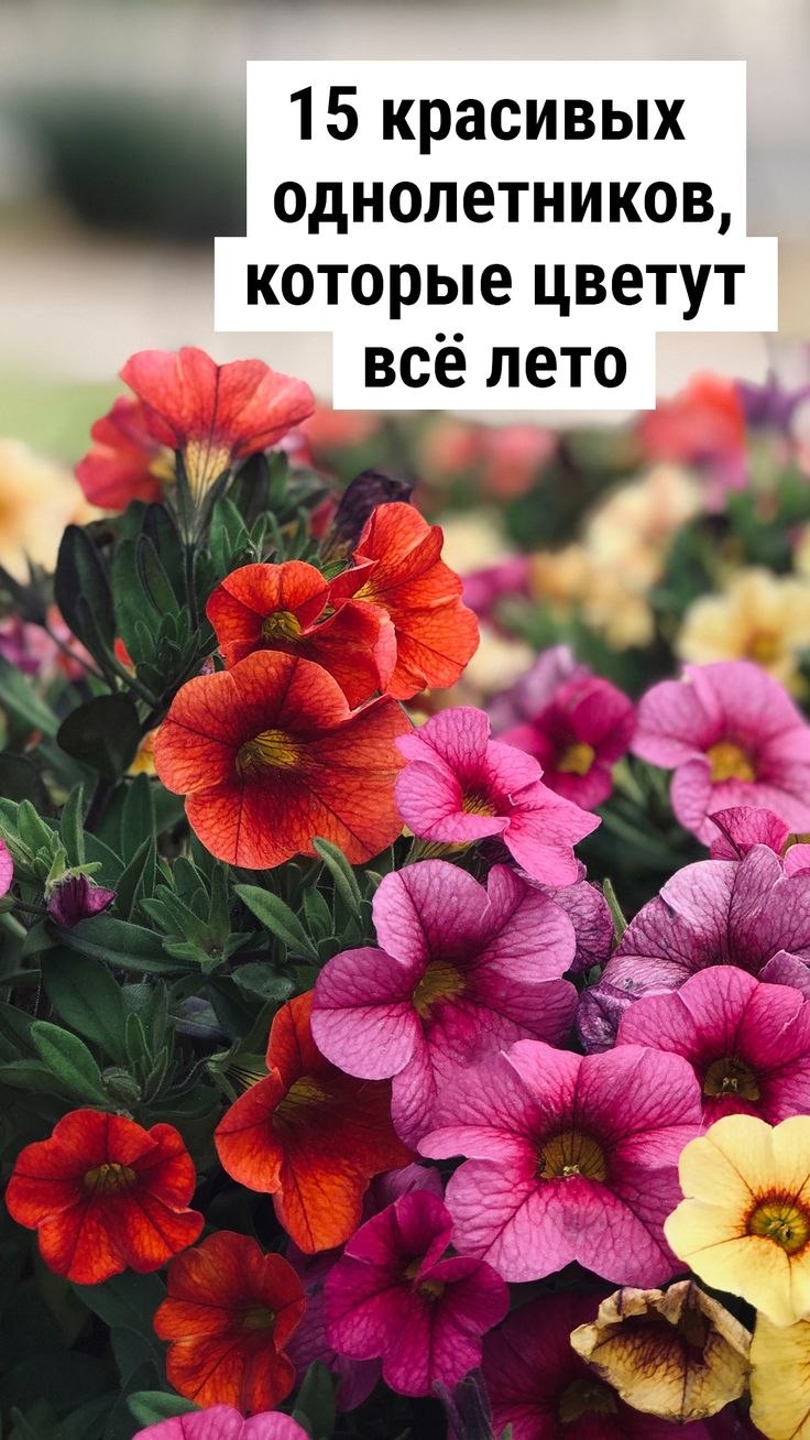 Однолетние цветы