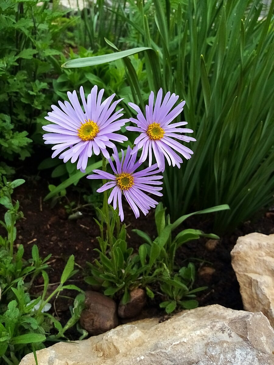 Астра Альпийская многолетняя