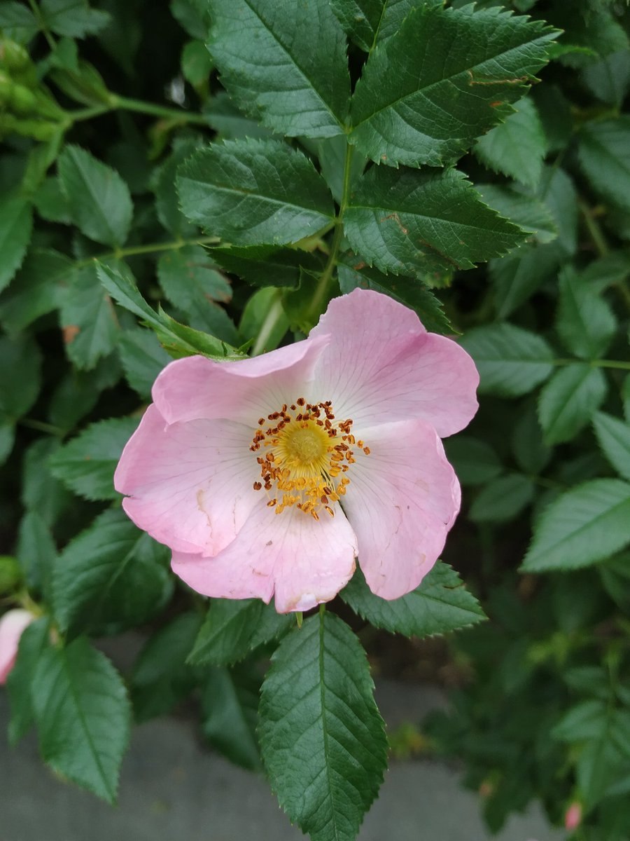 Шиповник мохнатый