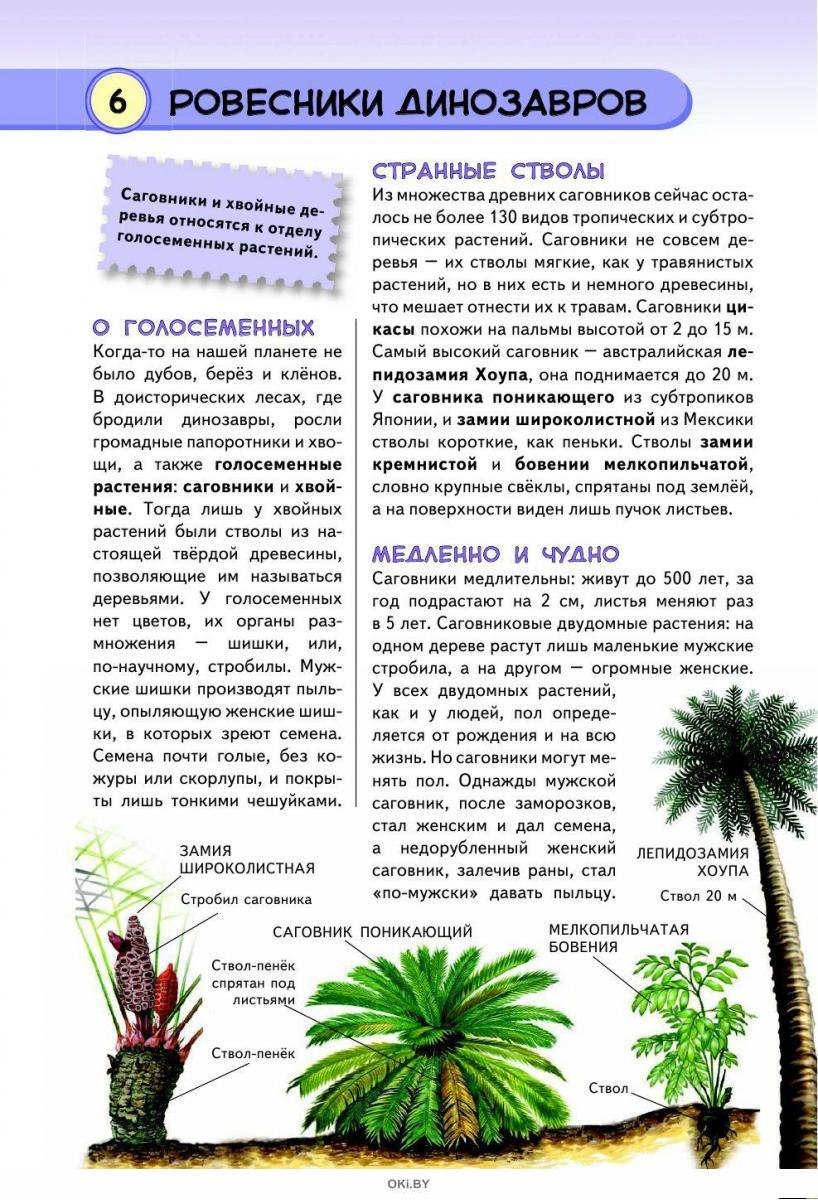 Растения жарких стран