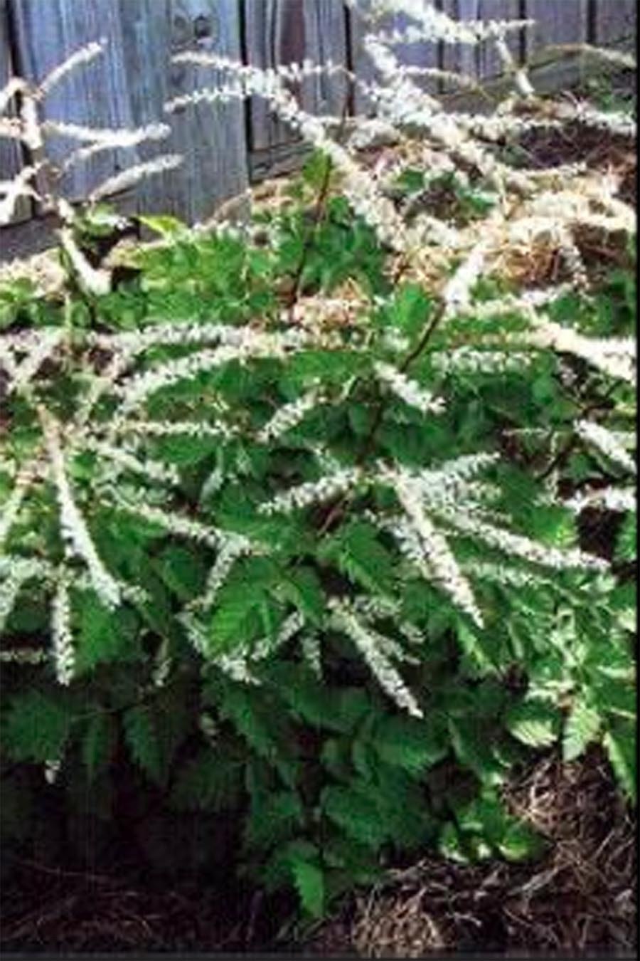 Волжанка двудомная 1 шт