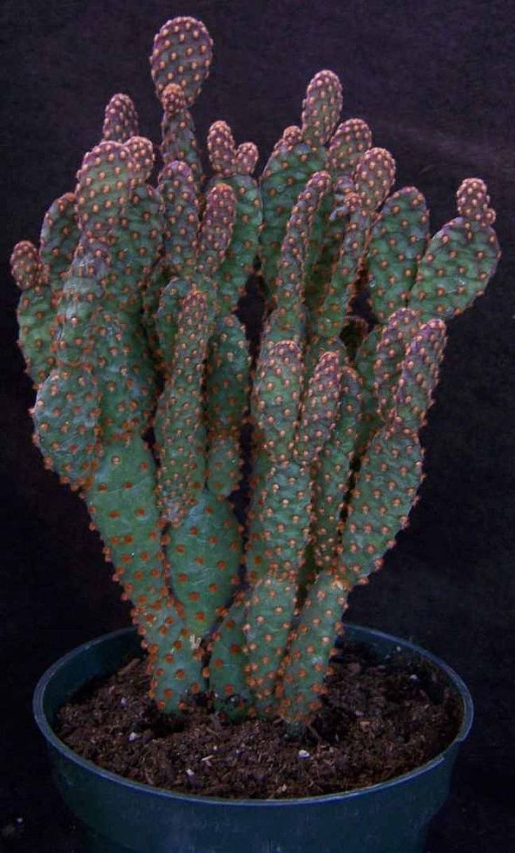 Opuntia Microdasys (опунция мелковолосистая)