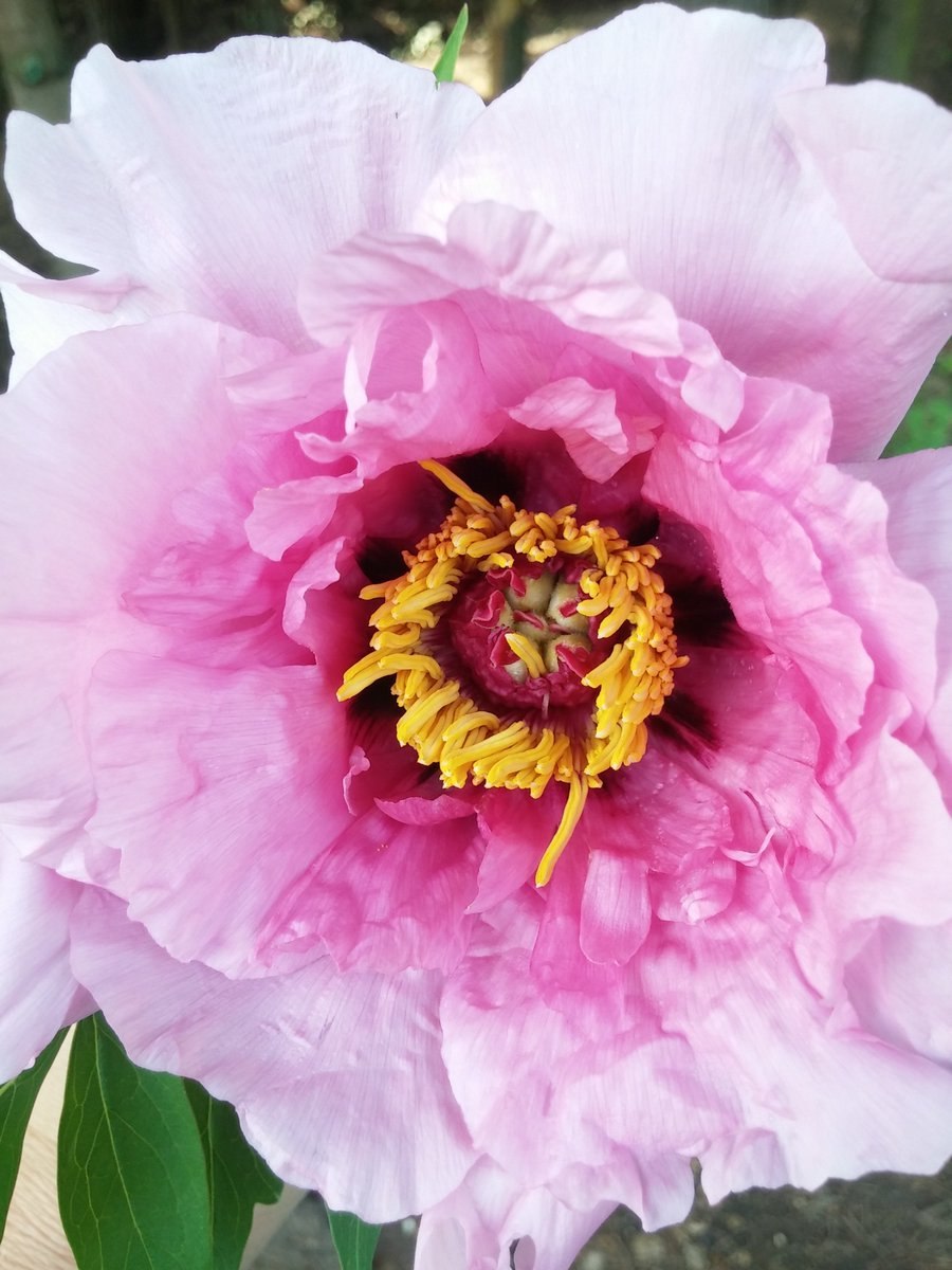 Пион травянистый патио Лондон