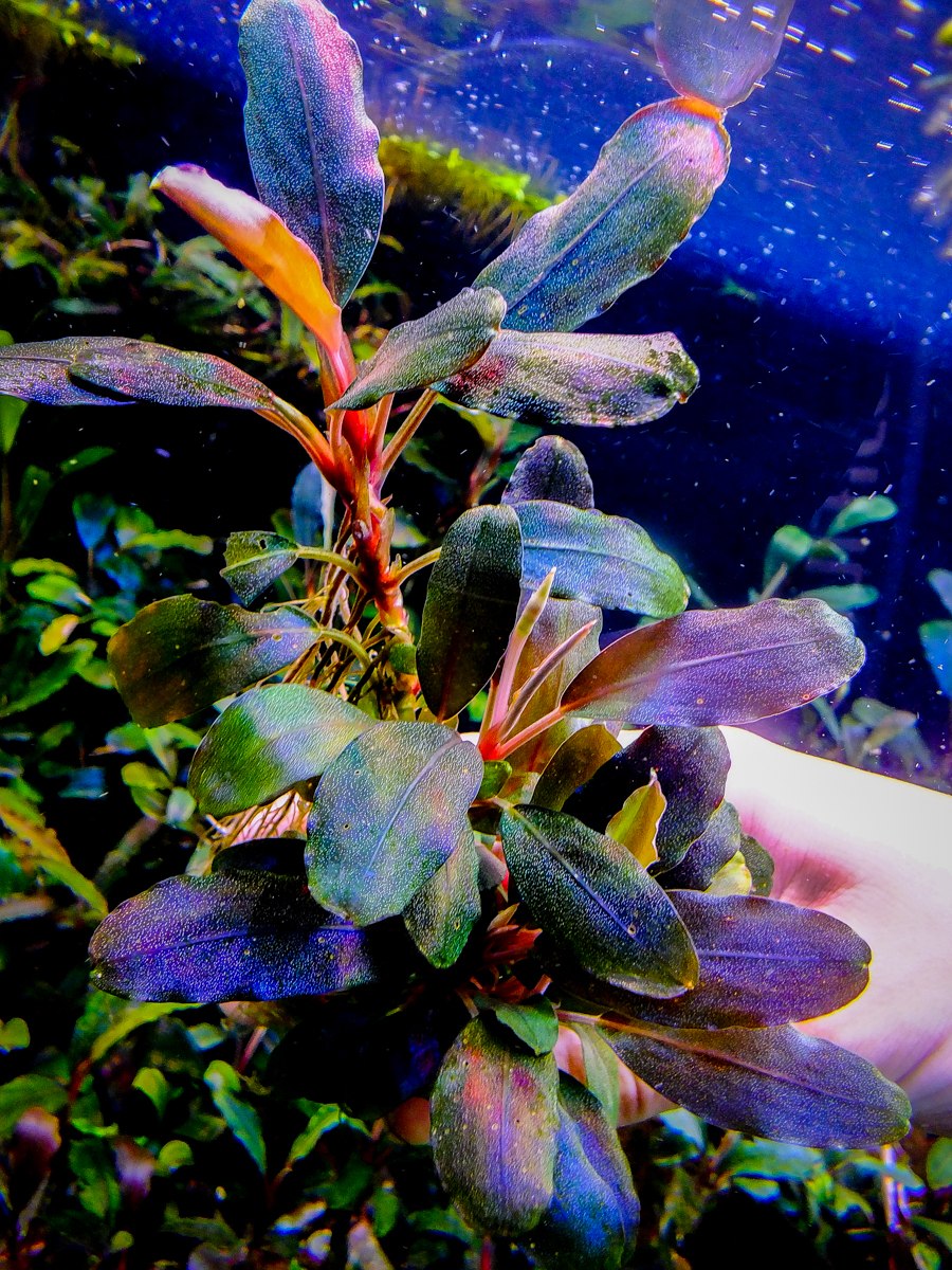 Буцефаландра Вендта